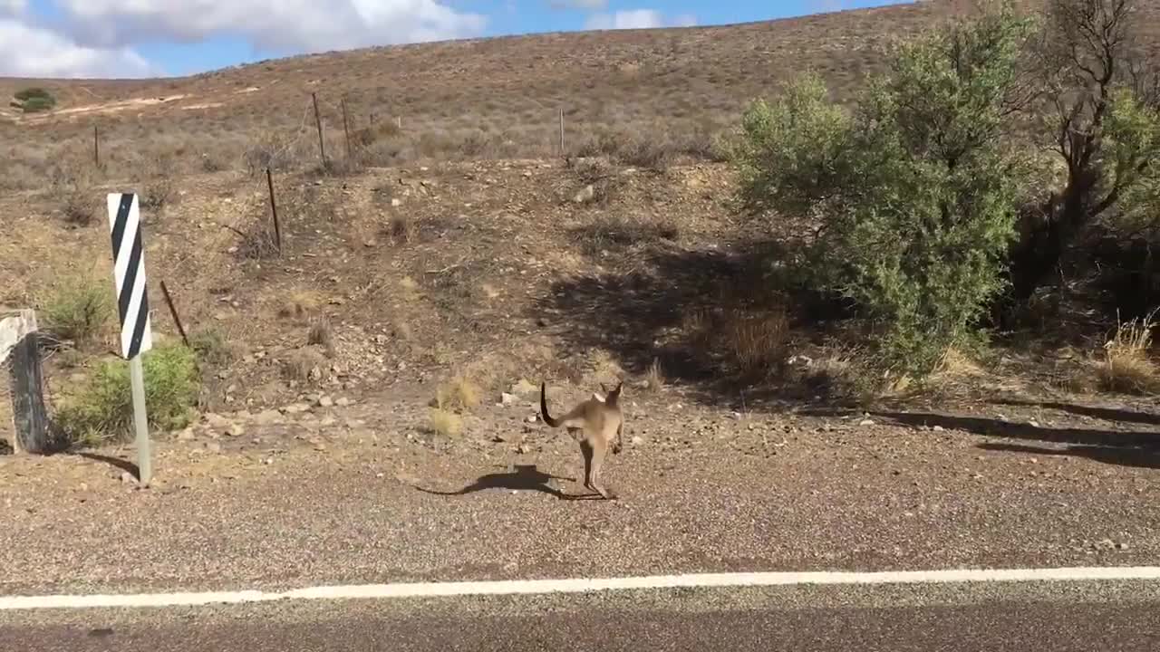 Man Rescues Baby Kangaroo From Underneath a Drain In Middle Of Road