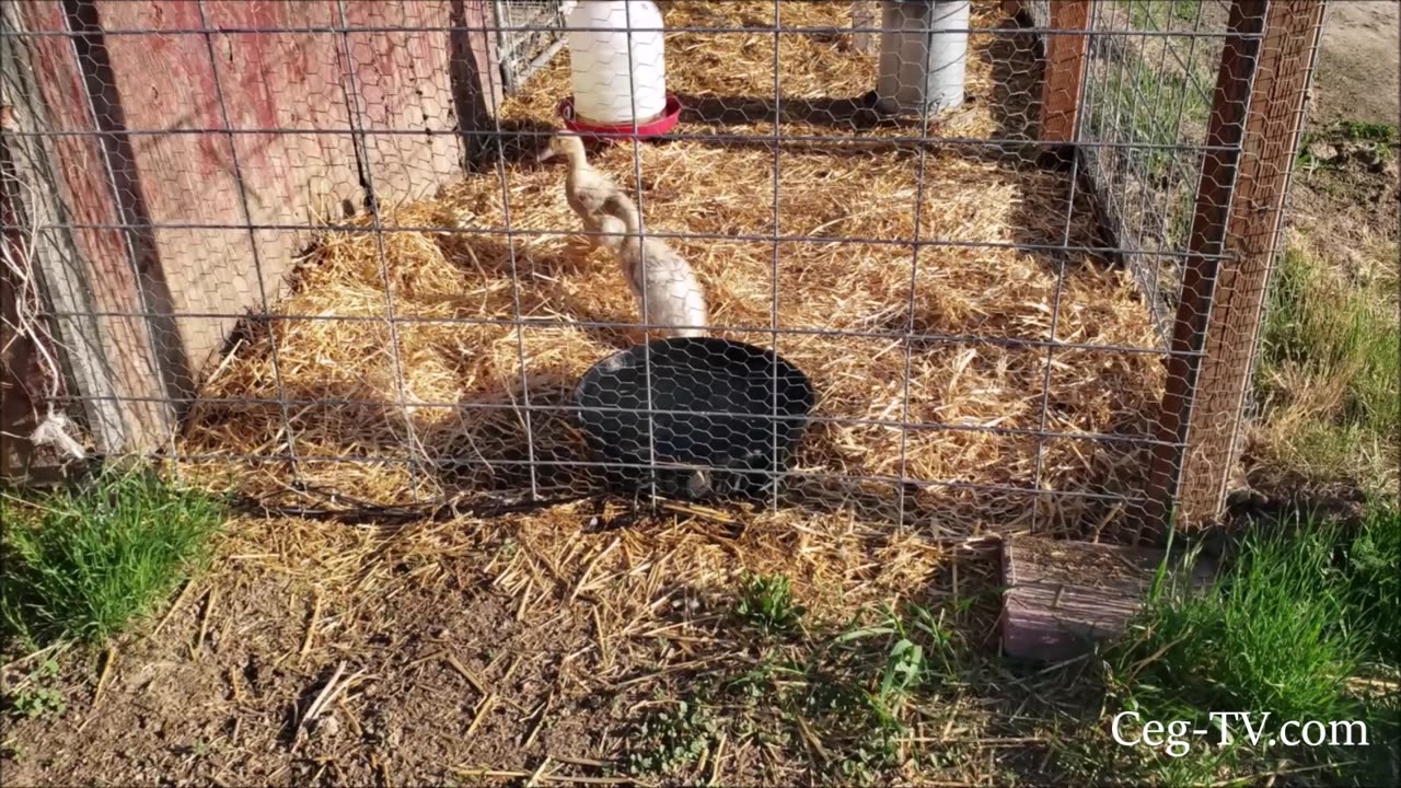 Graham Family Farm: Ducks New Home