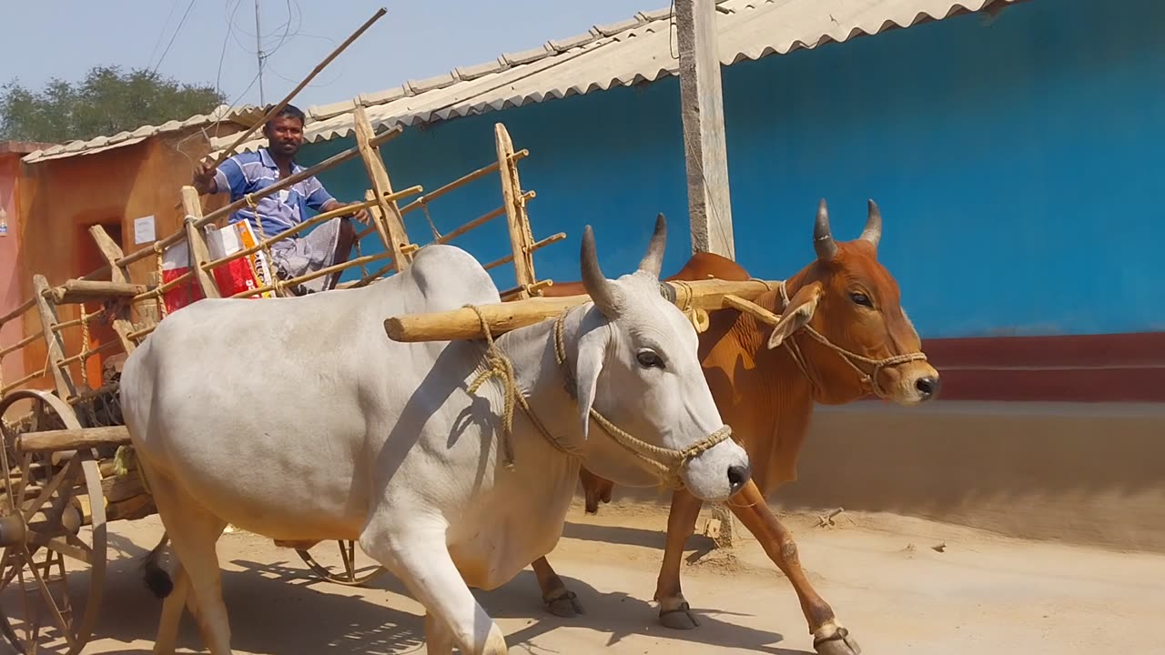 Adivasi Local Desi Transport