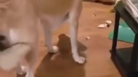 🤣Best cats and dogs funny videos (try not to laugh)🤣😅😂