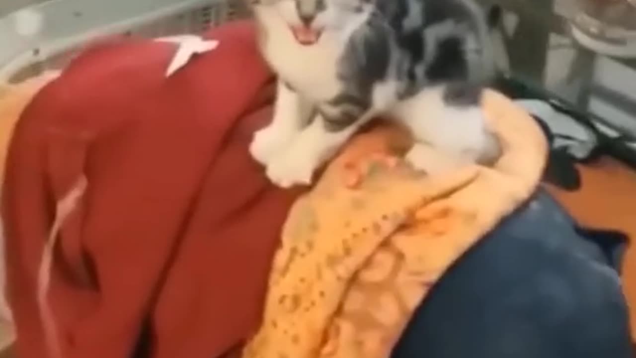 Funny cats