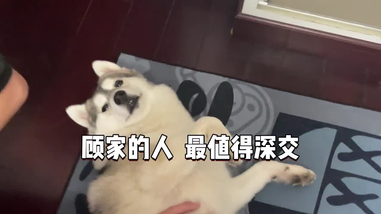 Why do we have to find a dog to find a partner