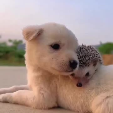 Cute baby animals Videos Compilation cute moment of the animals - Cutest Animals On Earth