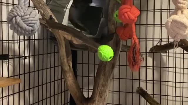 Lola Kinkajou When I Pee i'm Allowed Out of my Cage