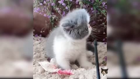 Cute cat video (53), cute and funny kitty, funny cat