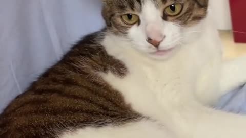 Cute and funny cat video.
