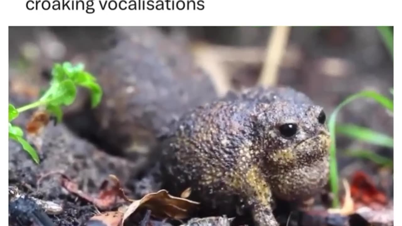 Frogs and their different voice.