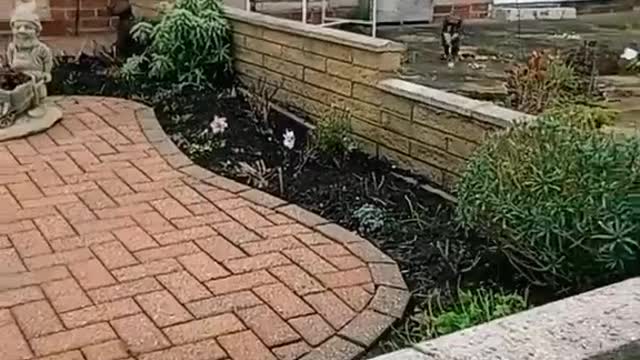 Cat Follows Owner Wherever She Goes