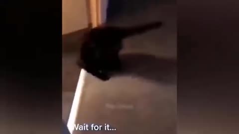 Funny Animal Videos 2023