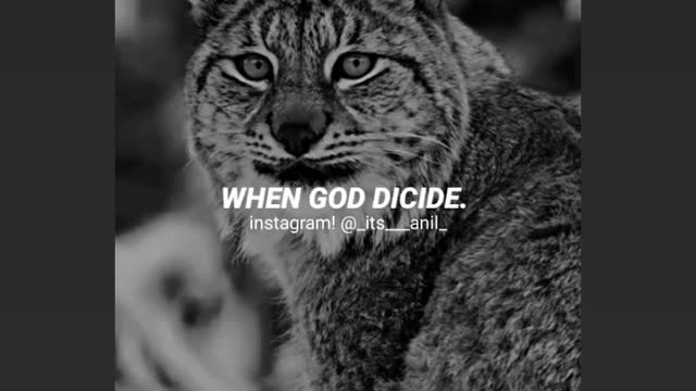 Attitude of cat๐๐ค