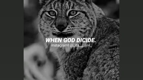 Attitude of cat😎🤘
