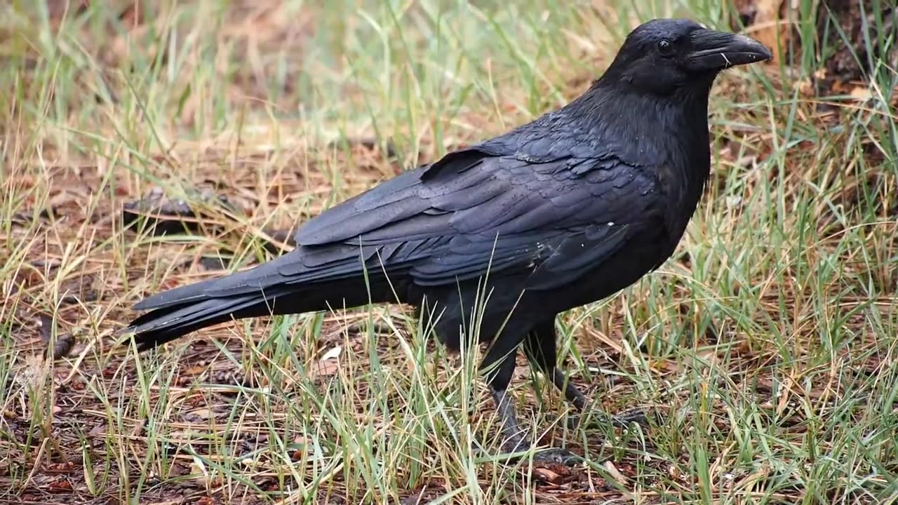 crow in nature