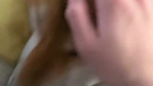 A lovely pet