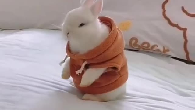 Cute Rabbit 🐇 Video