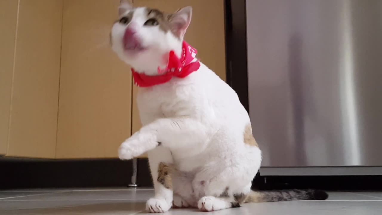 Funny Cat Video