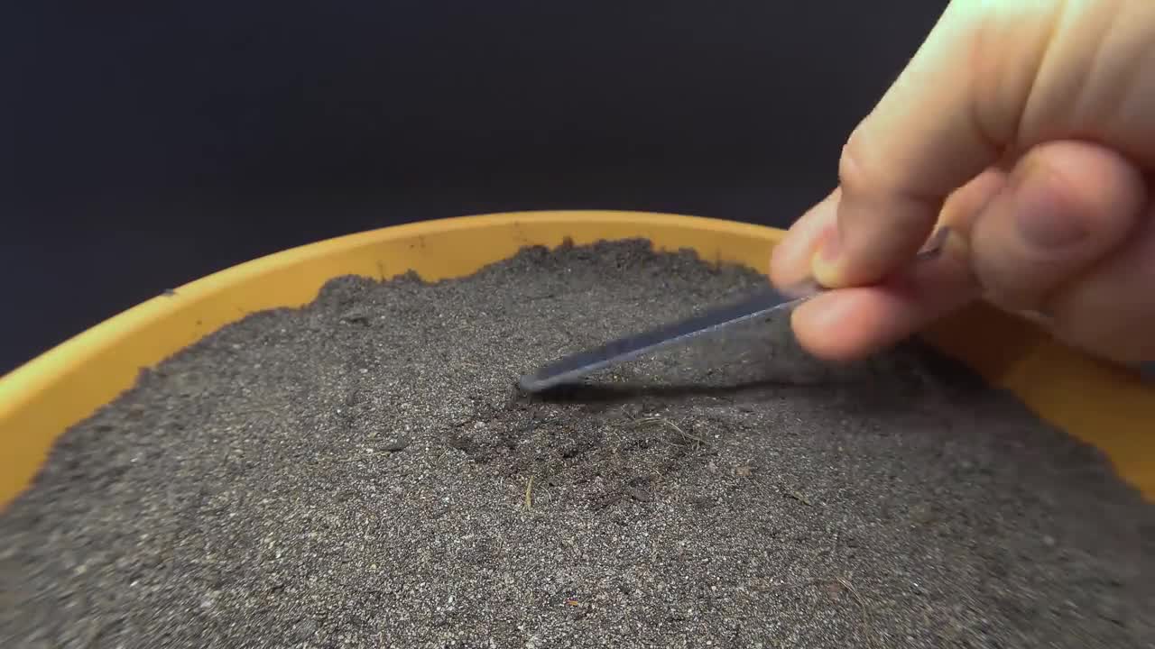Growing a POMEGRANATE TREE Time Lapse