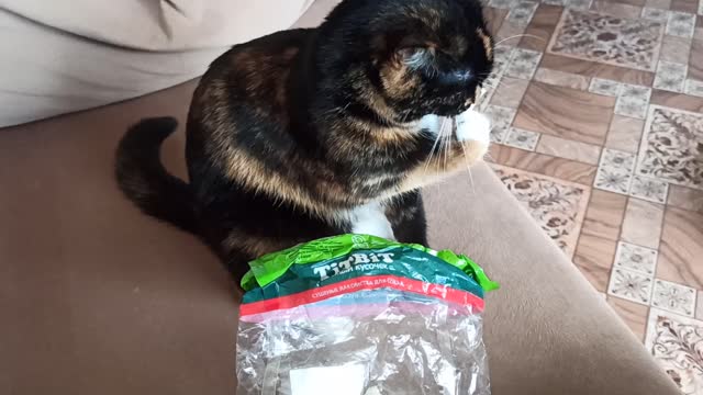 My cat is very cute to eat goodies. Just like a man reaches out with his paw