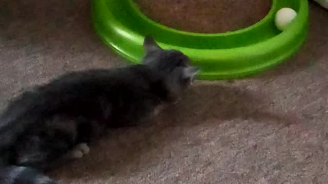 Turbo kitty