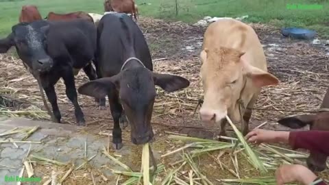 Cow Cute / Cow Funny videos