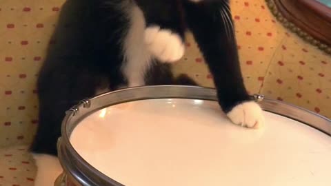 If it hadn't been filmed, I wouldn't have believed it