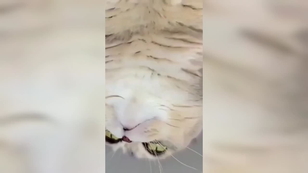 funny cat