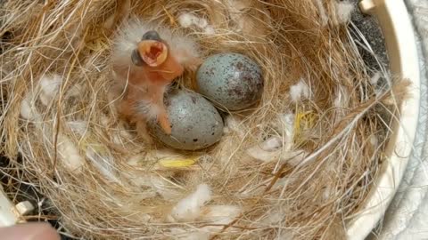Hand Feeding Baby Birds (Canary & Gouldian Finch)