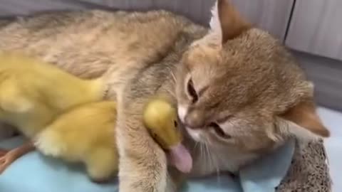 Animal funny moments