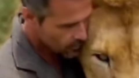 Man play with Wild Lion