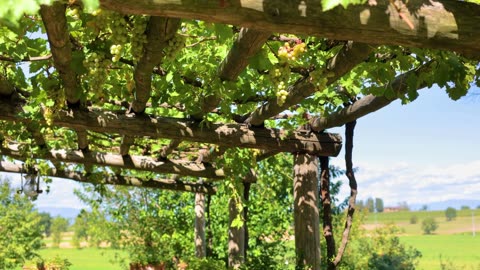 Adjustable 6 5 Ft Trellis