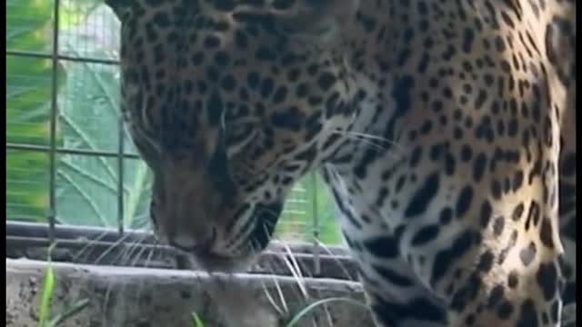 The tiger feels uncomfortable when it can't get the hair out of its mouth