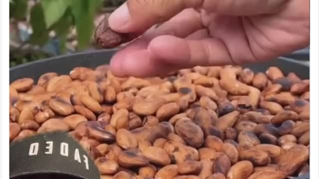 VK - White Chocolate