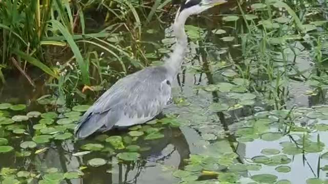 a bird in a pond in a brothel
