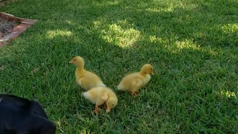 Ducklings Meet Dog