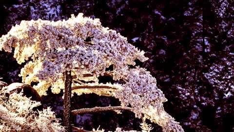 Rime scenery
