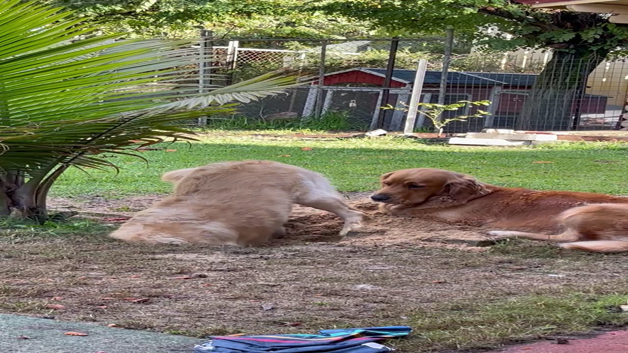 Golden Retriever Loves Digging in Backyard