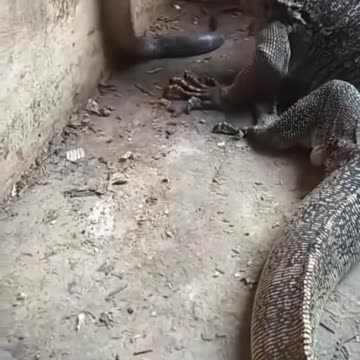 lizard vs snake