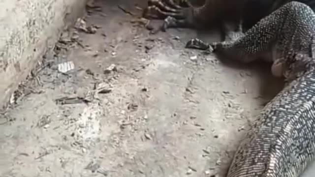 lizard vs snake