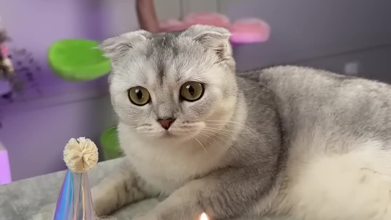 cat birthday