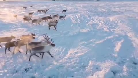 Deer in the natural habitat of the tundra