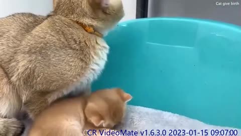 Mom cat tries to teach dad cat how to be a good father to baby kittens