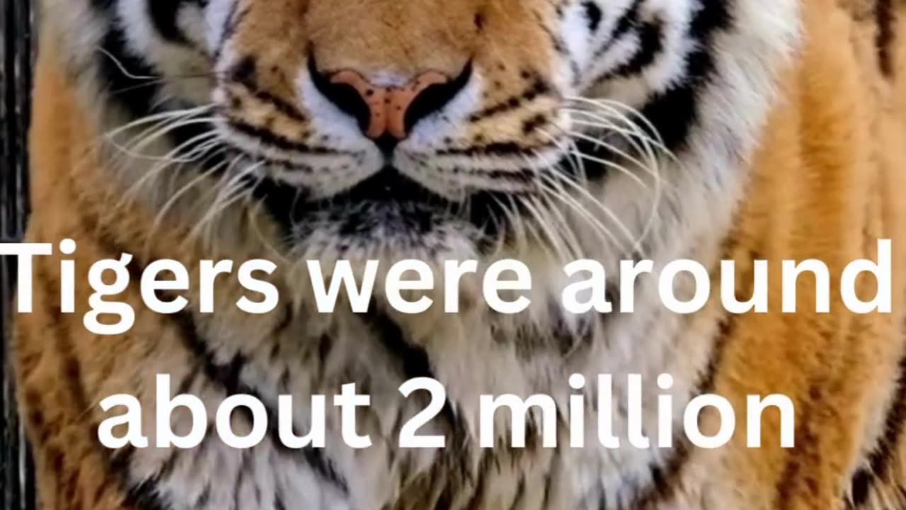 facts about tigers....0/50