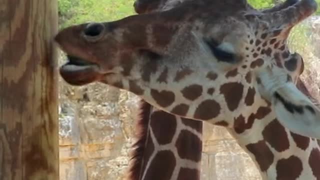 Giraffes are weird