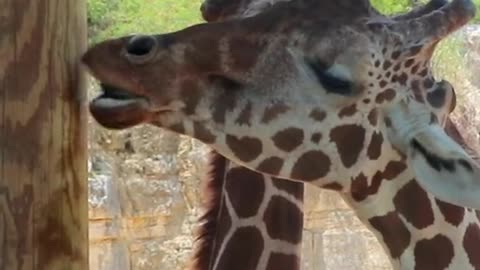 Giraffes are weird