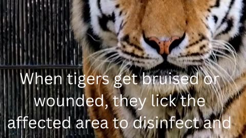 facts about tigers.....26/50