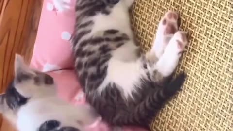 Cute And Funny Cats 😍😍😅😅 #viral #shorts #cat #cats #petspart 44