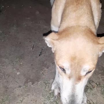 My girlfriend called Al Shakra She is friendly