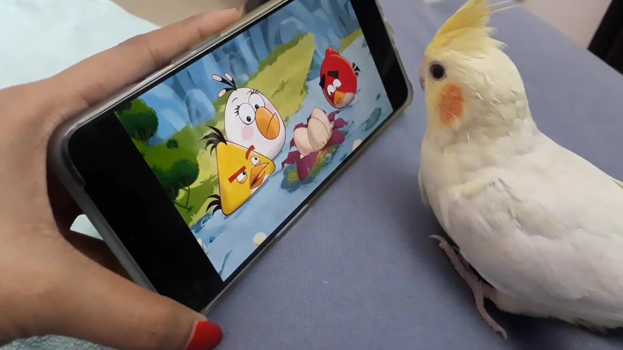 Bird Watching Angry Birds #shorts #viral #shortsvideo #video