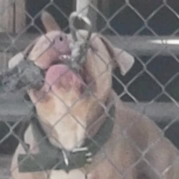 NEIGHBORS DOG PART 2