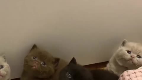 Cute and funny cat video.
