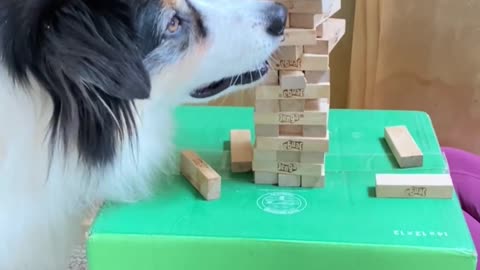 my dog Playing carefully game video 2022